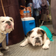 Illustration for article titled Lapdogs And Luxury Boxes: A New-Look MSG Welcomes The Westminster Dog Show
